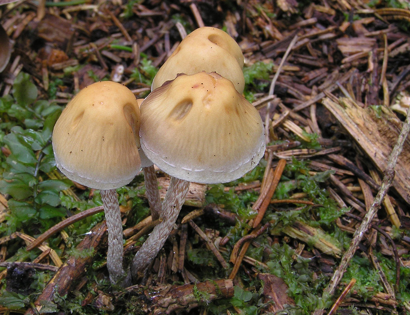 Hypholoma dispersum